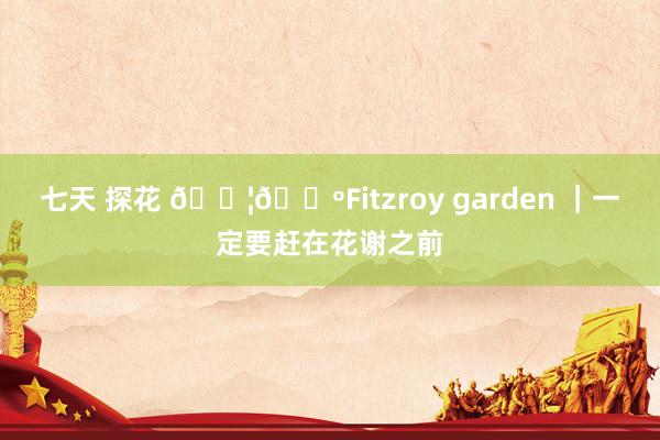 七天 探花 🇦🇺Fitzroy garden ｜一定要赶在花谢之前