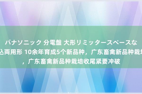 パナソニック 分電盤 大形リミッタースペースなし 露出・半埋込両用形 10余年育成5个新品种，广东畜禽新品种栽培收尾紧要冲破